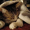bedding, blanket, cat, close_up, cozy, domestic_animal, ear, fur, indoor, nap, paws, pet, portrait, relaxation, rest, sleeping, soft, tabby, towel, whiskers