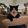 cat, black_and_white, chair, indoor, pet, animal, desk, pens, bonsai, plant, window_blinds, furniture, mouth_open, cute, domestic, relaxed, white_chair, houseplant, workspace, cozy