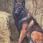 Uriel a rejoint le concours — aidez-le/la à gagner de superbes lots ! dog, german_shepherd, hay, animal, pet, fur, sitting, outdoor, barn, farm, brown, black, ears, face, canine, nature, resting, domestic_animal, muzzle, alert