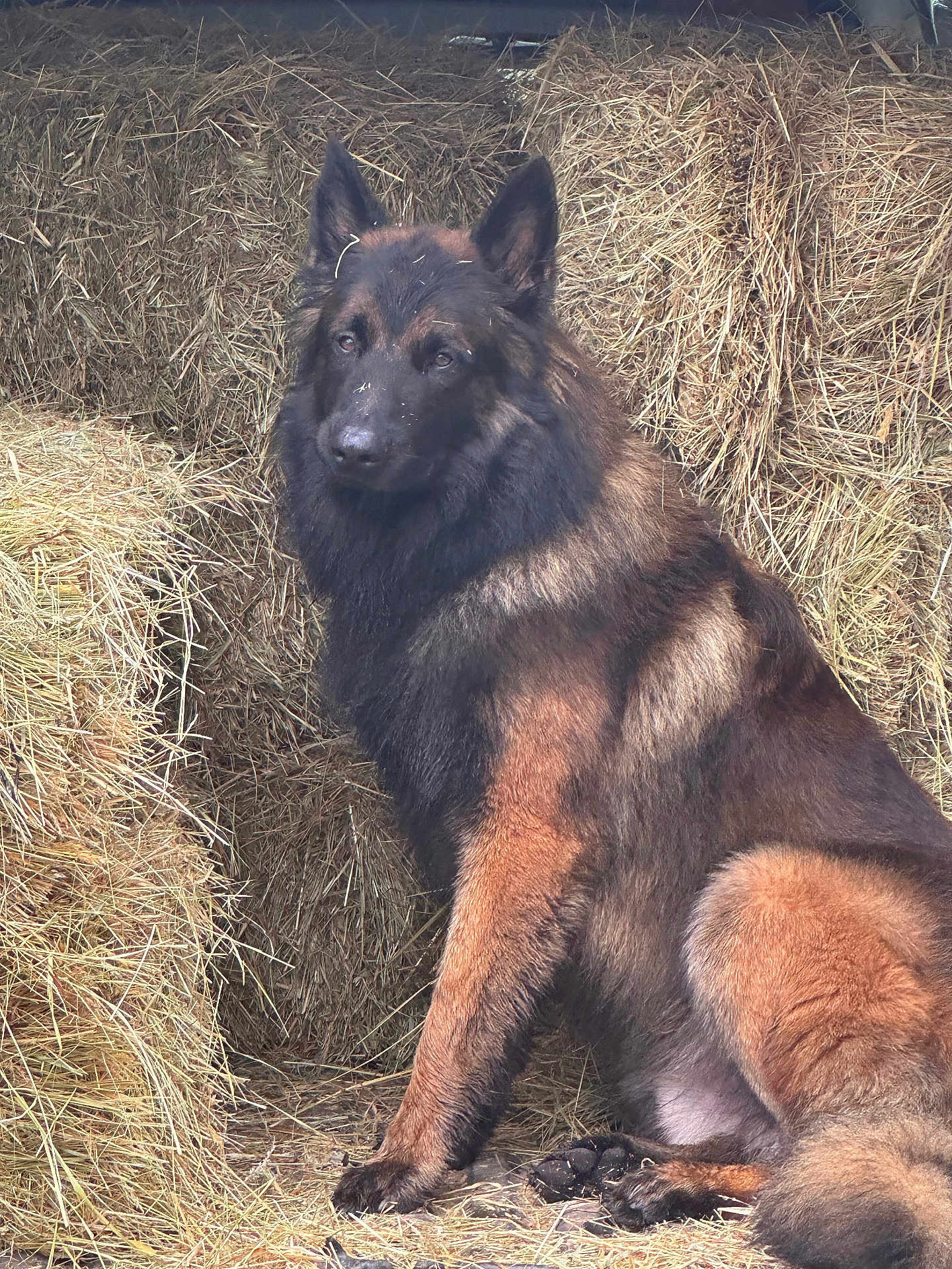 Uriel a rejoint le concours — aidez-le/la à gagner de superbes lots ! dog, german_shepherd, hay, animal, pet, fur, sitting, outdoor, barn, farm, brown, black, ears, face, canine, nature, resting, domestic_animal, muzzle, alert