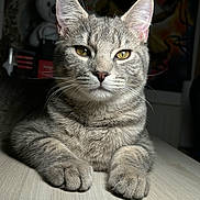 Azur participe au concours pour gagner de l'argent avec cette photo : alert, animal, cat, closeup, cute, domestic_cat, ears, feline, fur, gray_cat, indoor, looking, mammal, paws, pet, portrait, relaxed, tabby, table, whiskers