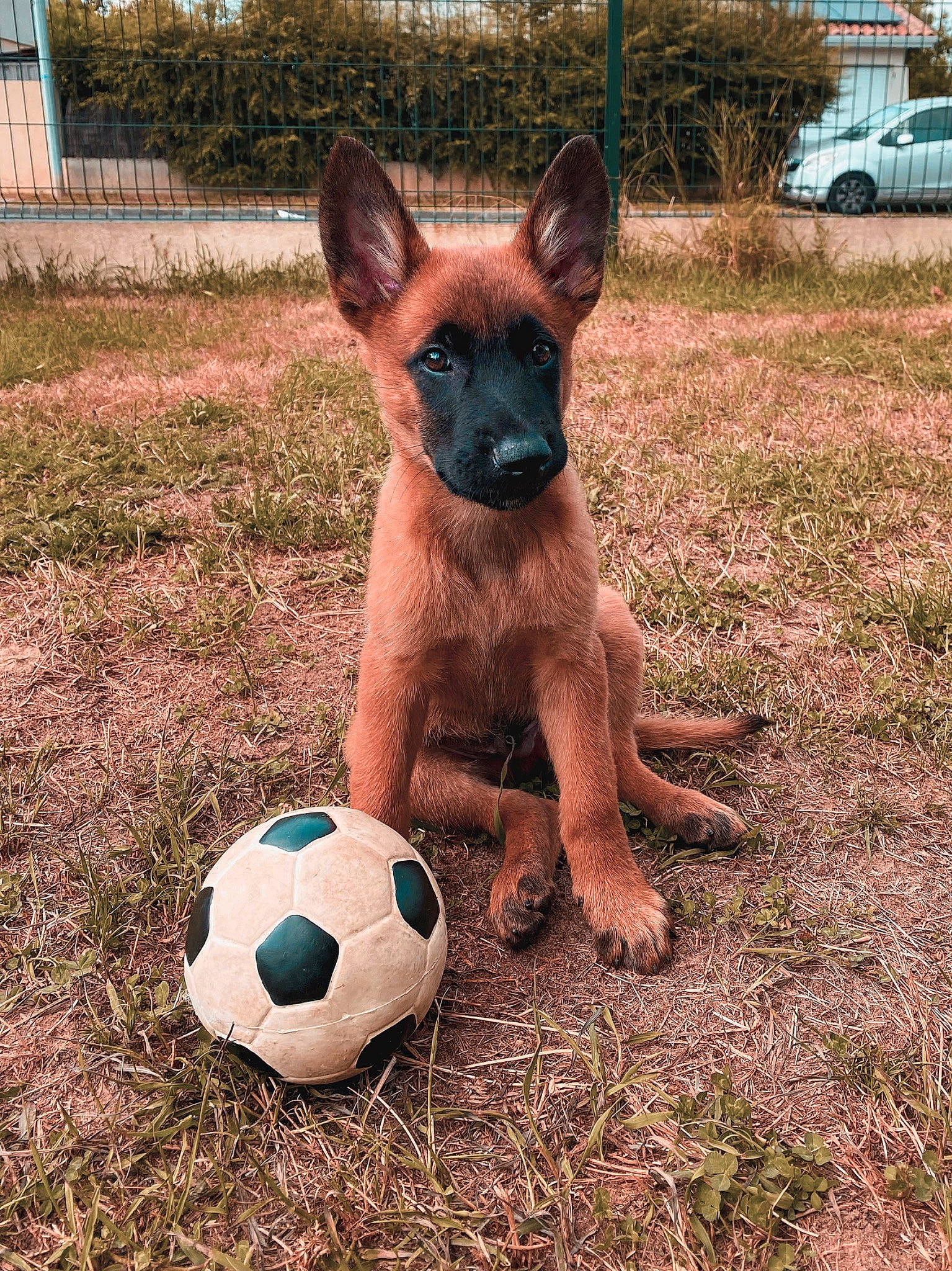 Drago participe au concours pour gagner de l'argent avec cette photo : ball, canidae, carnivore, companion_dog, dog, dog_breed, dog_supply, fawn, football, grass, plant, snout, soccer, soccer_ball, sporting_group, sports_equipment, tire, vehicle, wheel, window