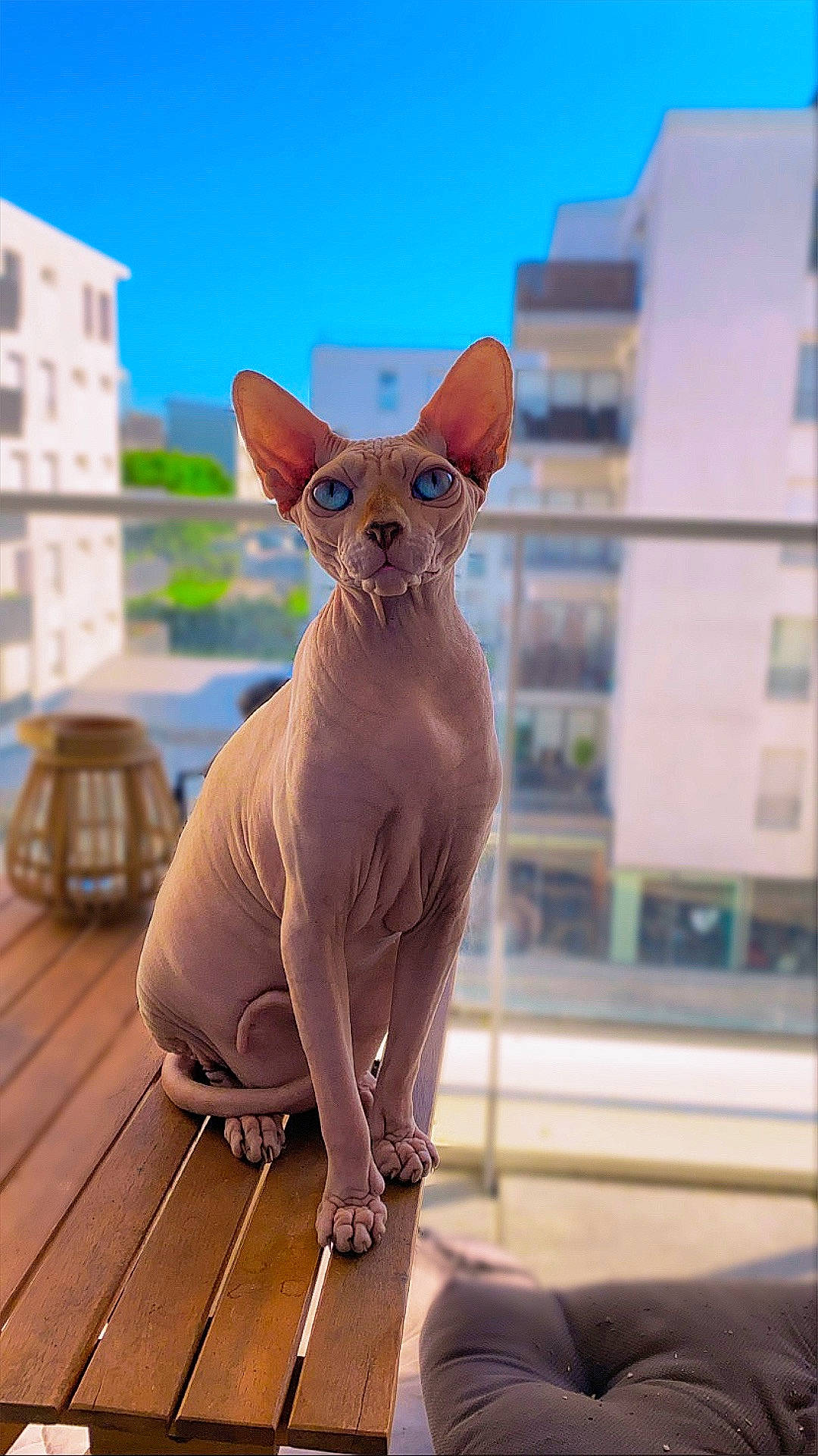 Batman a rejoint le concours — aidez-le/la à gagner de superbes lots ! artifact, building, canidae, carnivore, cat, donskoy, fawn, felidae, hardwood, peach, rex_cat, sky, small_to_medium_sized_cats, snout, tail, terrestrial_animal, toy, whiskers, window, wood