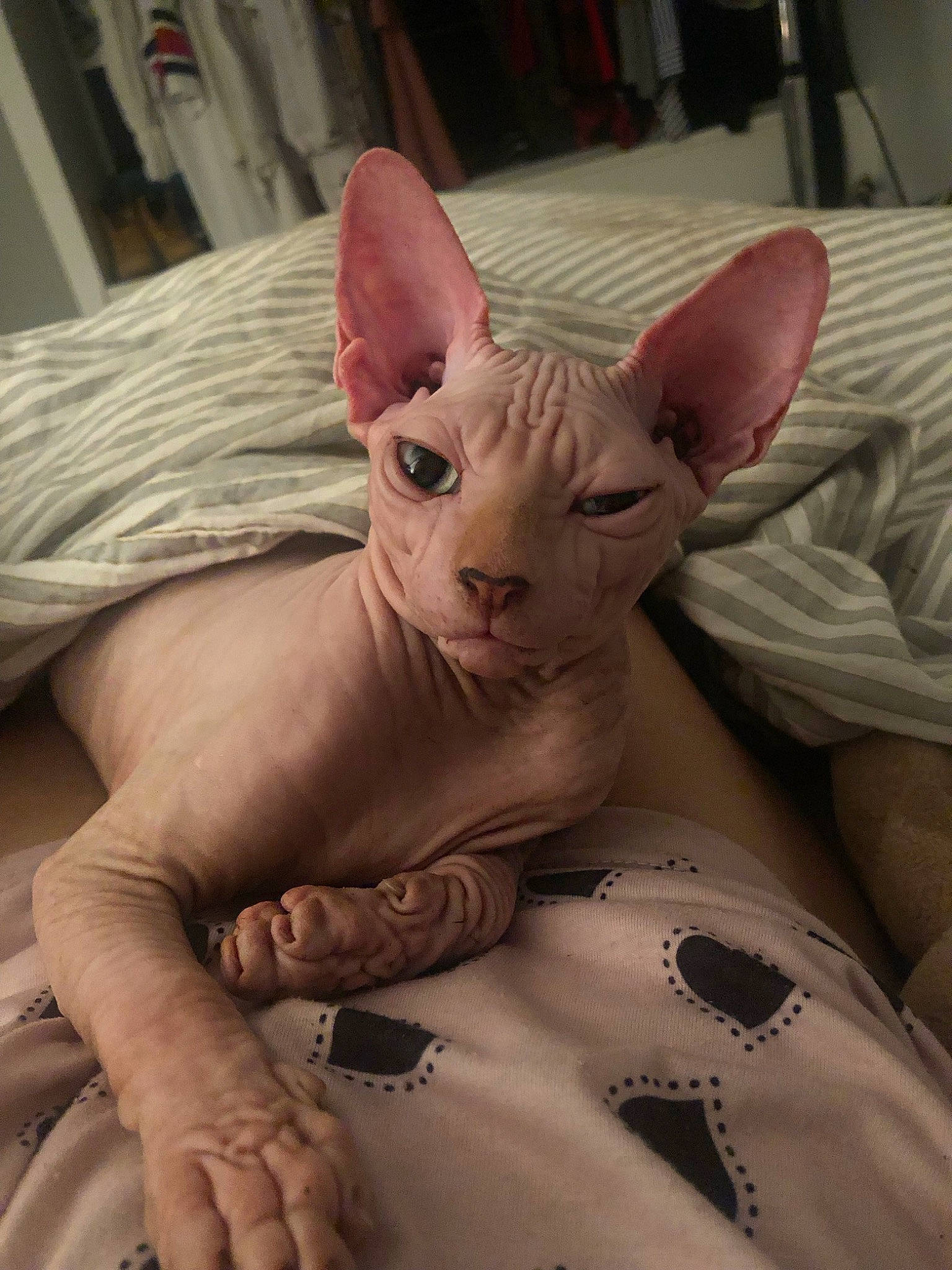 Batman participe au concours pour gagner de l'argent avec cette photo : carmine, carnivore, cat, comfort, donskoy, ear, fawn, felidae, flesh, fur, linens, nail, paw, peach, small_to_medium_sized_cats, snout, tail, terrestrial_animal, whiskers, wrinkle