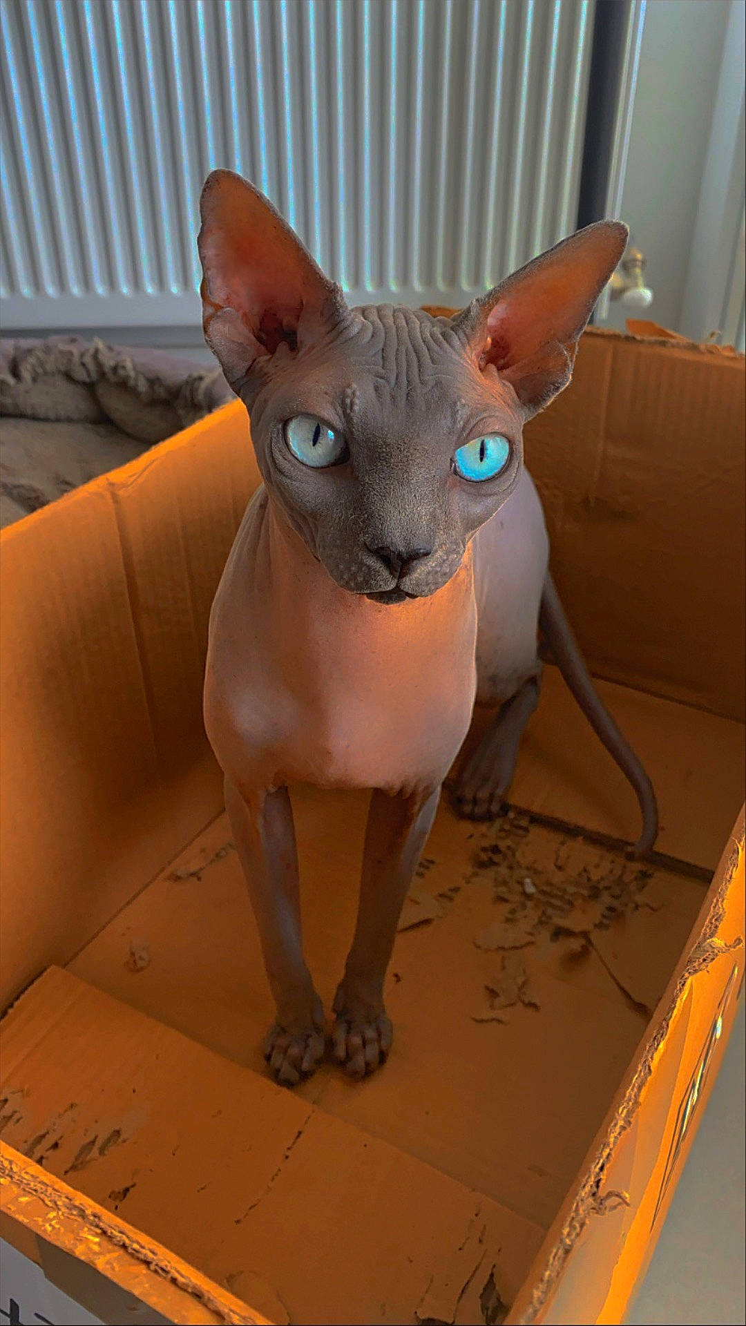 Mew participe au concours pour gagner de l'argent avec cette photo : art, carnivore, cat, clay, domestic_short_haired_cat, eye, fawn, felidae, fur, head, human_body, sculpture, shipping_box, small_to_medium_sized_cats, snout, tail, terrestrial_animal, whiskers