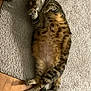 cat, tabby, lying_down, carpet, fluffy_belly, relaxed, playful, paws, indoor, pet, fur, striped, cute, cozy, animal, mammal, whiskers, tail, floor, resting