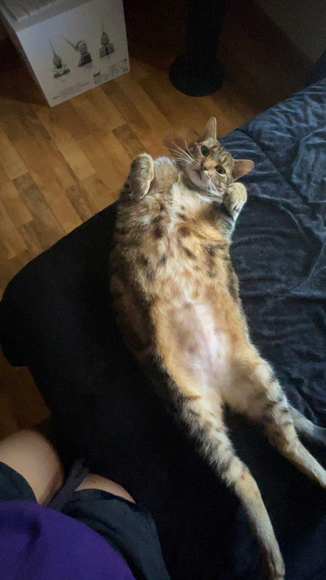 Maui joined the competition — help win amazing prizes! cat, lying_down, bed, fur, spotted, paws, relaxed, indoor, wooden_floor, box, pet, animal, cute, resting, whiskers, ears, fur_pattern, tabby, comfort, home