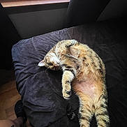 Maui is registered to the contest to win money with this photo: cat, tabby, lying_down, bed, window, indoor, feline, relaxed, stretching, fur, paw, whiskers, cozy, domestic_animal, pet, sleepy, soft_light, black_bedspread, wood_floor, curtain