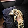 cat, tabby, lying_down, bed, window, indoor, feline, relaxed, stretching, fur, paw, whiskers, cozy, domestic_animal, pet, sleepy, soft_light, black_bedspread, wood_floor, curtain