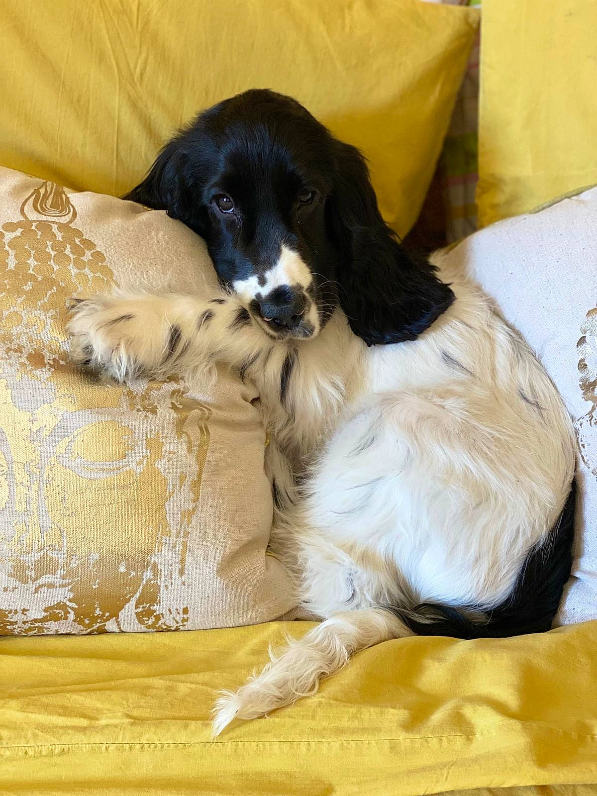 Ubu a rejoint le concours — aidez-le/la à gagner de superbes lots ! canidae, carnivore, carton, comfort, companion_dog, dog, dog_breed, dog_supply, fur, gun_dog, linens, shipping_box, sporting_group, terrestrial_animal, working_animal