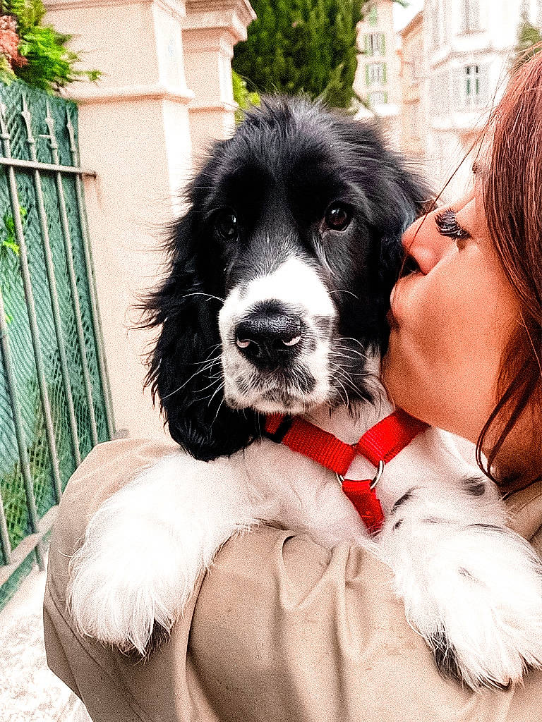 Ubu participe au concours pour gagner de l'argent avec cette photo : carnivore, chair, collar, companion_dog, dog, dog_breed, dog_collar, eyewear, fence, fur, happy, plant, puppy_love, spaniel, tie, toy_dog, tree, whiskers, window, working_animal
