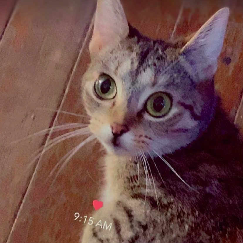 Mowmows is registered to the contest to win money with this photo: abyssinian, angora, animal, art, cat, collage, computer, computerhardware, computerkeyboard, electronics, hardware, kitten, laptop, manx, mobilephone, monitor, pc, pet, phone, screen