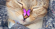 Mowmows is registered to the contest to win money with this photo: abyssinian, accessories, animal, blanket, canine, cat, collar, face, glasses, head, kitten, manx, person, pet, photography, portrait, purple, quilt, rock, sleeping