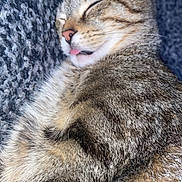Mowmows is registered to the contest to win money with this photo: abyssinian, animal, blanket, bodypart, cat, couch, face, furniture, head, kitten, manx, mouth, person, pet, photography, portrait, siamese, sleeping, teeth, tongue