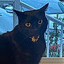 cat, black_cat, pet, indoor, window, daisy_collar, yellow_eyes, animal, feline, portrait, looking, sitting, domestic_cat, home, plant, flowers, daylight, curious, ears_up, close_up