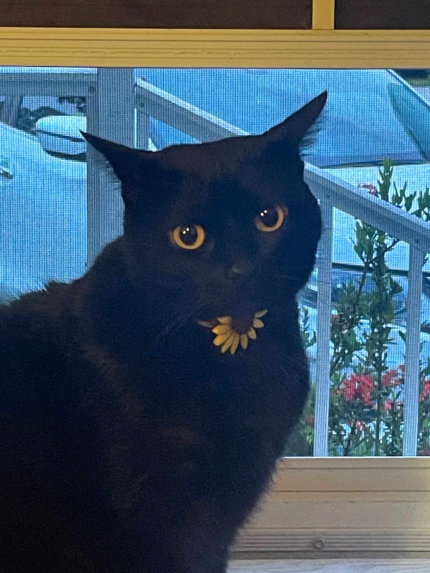Shadow