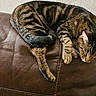 Mittens joined the competition — help win amazing prizes! tabby_cat, sleeping, brown_leather_couch, indoor, pet, feline, striped_fur, resting, cozy, animal, fur, whiskers, close_up, home_interior, relaxation, texture, soft_light, domestic_cat, curled_up, comfort