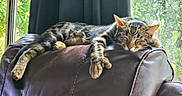 Mittens joined the competition — help win amazing prizes! cat, tabby_cat, sleeping, leather_chair, window, curtains, indoor, sunlight, relaxed, pet, feline, animal, resting, cozy, paws, fur, nature_view, greenery, peaceful, home
