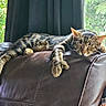 cat, tabby_cat, sleeping, leather_chair, window, curtains, indoor, sunlight, relaxed, pet, feline, animal, resting, cozy, paws, fur, nature_view, greenery, peaceful, home