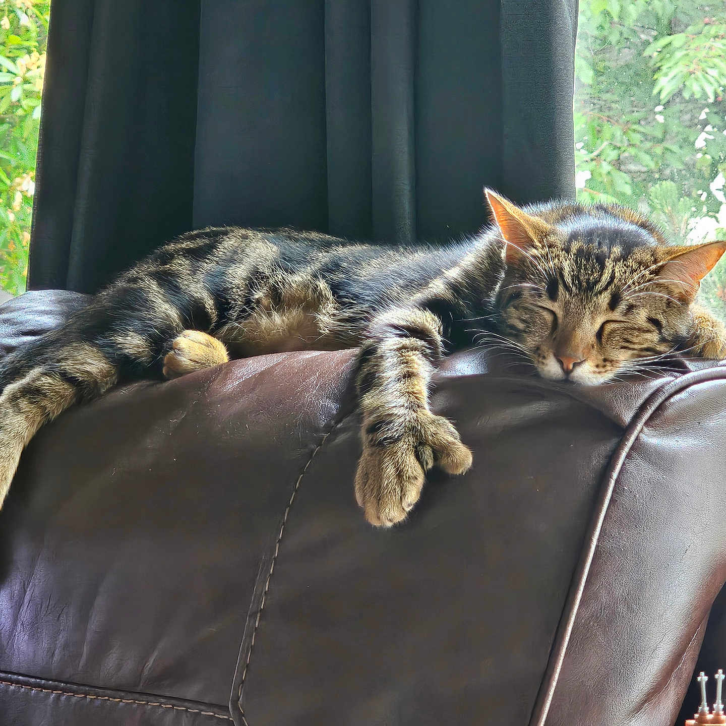 Mittens joined the competition — help win amazing prizes! cat, tabby_cat, sleeping, leather_chair, window, curtains, indoor, sunlight, relaxed, pet, feline, animal, resting, cozy, paws, fur, nature_view, greenery, peaceful, home