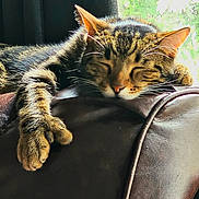 Mittens joined the competition — help win amazing prizes! cat, tabby, sleeping, paw, leather_couch, indoor, sunlight, relaxation, feline, pet, cozy, window, resting, fur, whiskers, closeup, domestic_cat, animal, cute, comfortable
