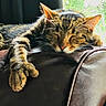 cat, tabby, sleeping, paw, leather_couch, indoor, sunlight, relaxation, feline, pet, cozy, window, resting, fur, whiskers, closeup, domestic_cat, animal, cute, comfortable