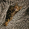 Mittens joined the competition — help win amazing prizes! cat, tabby, sleeping, blanket, leopard_print, cozy, indoor, pet, feline, resting, soft, cute, animal, domestic_cat, warm, comfort, fur, whiskers, relaxed, pattern