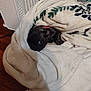 Tootie joined the competition — help win amazing prizes! dog, blanket, pet, cozy, indoor, wooden_floor, heater, curious, small_dog, wrapped, comfort, snuggled, fur, black_dog, resting, animal, home, cute, warm, leaf_pattern