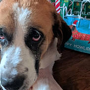 Colbie is registered to the contest to win money with this photo: animal, brown_and_white, canine, christmas, close_up, cute, decorations, dog, domestic_animal, festive, floor, fur, gift_bags, holiday, indoor, paw, pet, portrait, seasonal, young_dog