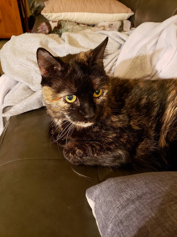 Izabella is registered to the contest to win money with this photo: bed, black_cat, box, carnivore, cat, cat_supply, comfort, domestic_short_haired_cat, felidae, fur, grey, linens, room, sitting, small_to_medium_sized_cats, snout, whiskers