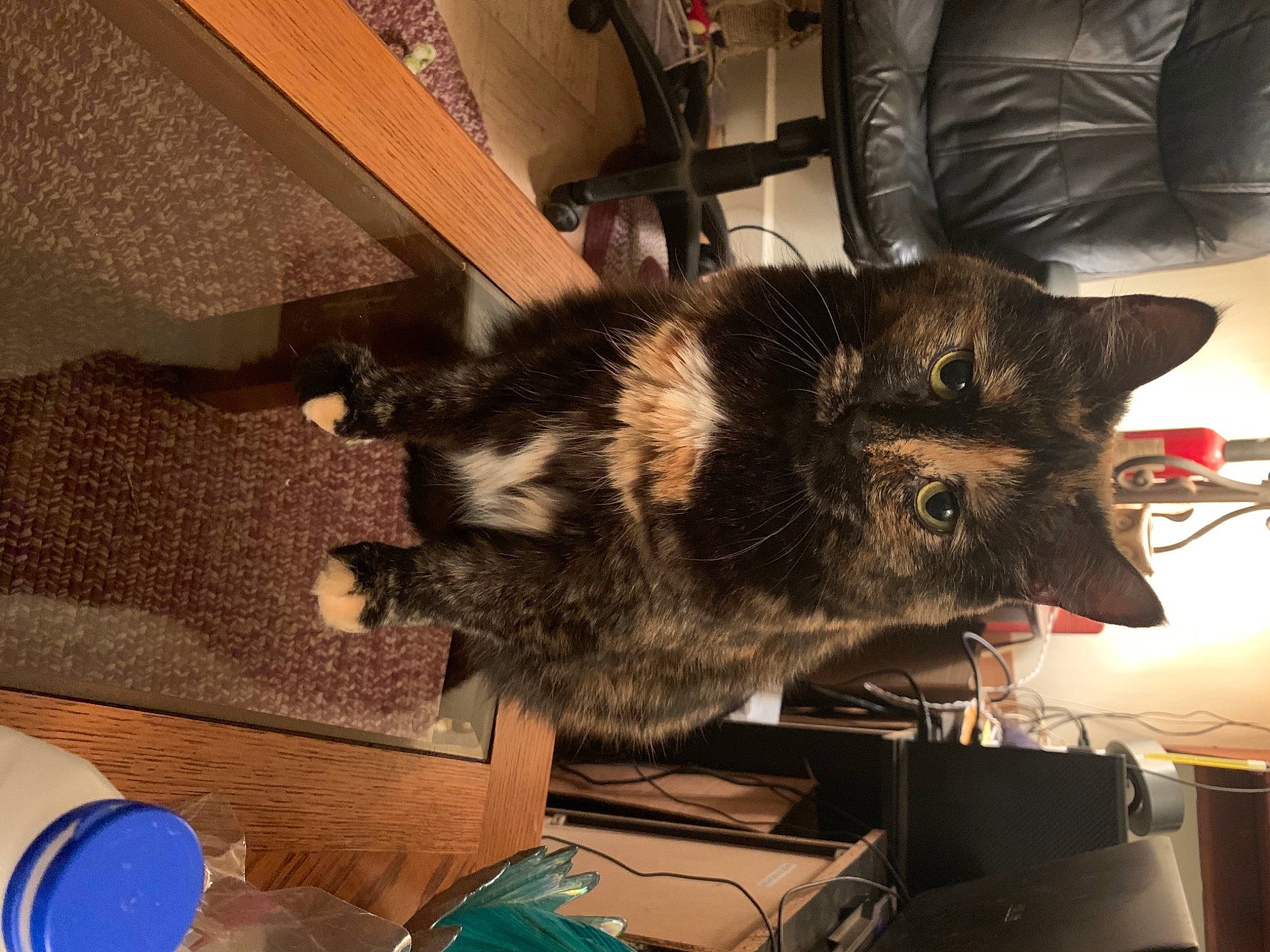 Sahsha joined the competition — help win amazing prizes! canidae, carnivore, cat, claw, dog_breed, domestic_short_haired_cat, felidae, flooring, fur, marsupial, room, small_to_medium_sized_cats, snout, tail, terrestrial_animal, whiskers, wood