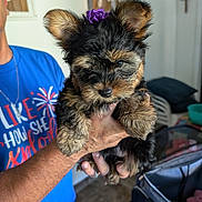 Lila Rose is registered to the contest to win money with this photo: accessories, adult, animal, bag, bodypart, canine, clothing, dog, face, handbag, head, jewelry, male, man, necklace, person, pet, puppy, t_shirt, terrier