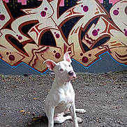 Kira a rejoint le concours — aidez-le/la à gagner de superbes lots ! animal, architecture, art, building, bulldog, canine, dog, face, graffiti, head, mural, painting, person, pet, photography, portrait, puppy, road, rock, wall