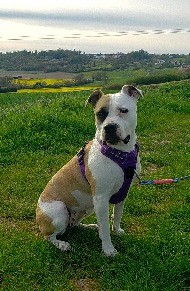 Kayla a rejoint le concours — aidez-le/la à gagner de superbes lots ! canidae, carnivore, cloud, collar, companion_dog, dog, dog_breed, dog_collar, fawn, grass, grassland, leash, plant, sky, snout, sporting_group, tail, tree, vertebrate, working_animal