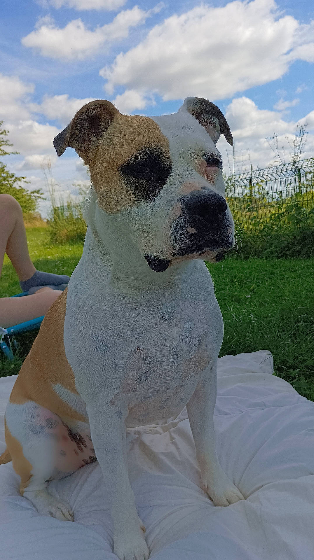 Kayla a rejoint le concours — aidez-le/la à gagner de superbes lots ! adult, animal, back, bodypart, bostonbull, boxer, bulldog, canine, dog, female, frenchbulldog, hound, labradorretriever, person, pet, pitbull, pointer, puppy, terrier, woman