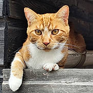 Willow participe au concours pour gagner de l'argent avec cette photo : cat, ginger_cat, white_paw, wood, wooden_structure, animal, pet, feline, curious, relaxed, amber_eyes, whiskers, closeup, outdoor, resting, paw, nature, texture, animal_portrait, domestic_cat