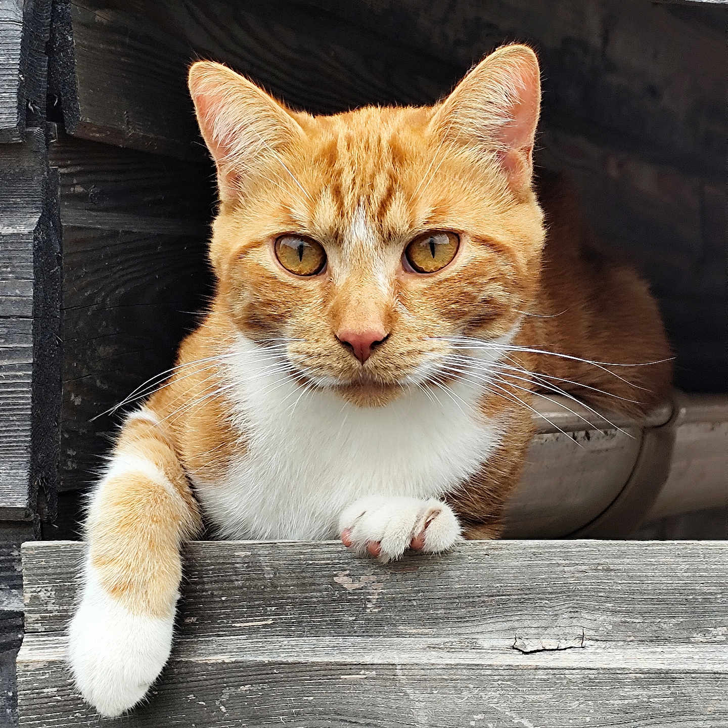 Willow participe au concours pour gagner de l'argent avec cette photo : amber_eyes, animal, animal_portrait, cat, closeup, curious, domestic_cat, feline, ginger_cat, nature, outdoor, paw, pet, relaxed, resting, texture, whiskers, white_paw, wood, wooden_structure
