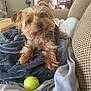 dog, small_dog, blanket, couch, tennis_ball, indoor, pet, curious, fur, cozy, toy, brown_dog, living_room, soft_light, relaxed, domestic, animal, cute, companion, resting