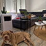 Oxo a rejoint le concours — aidez-le/la à gagner de superbes lots ! dog, pet, pit_bull, brown_dog, lying_down, indoor, living_room, sofa, floor, houseplant, cactus, succulent, coffee_table, furniture, window, shutters, air_conditioner, wood_floor, portrait, home_decor