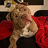 dog, pit_bull, puppy, pet, animal, portrait, close_up, wrinkled, brown_fur, white_chest, floppy_ears, large_nose, brown_eyes, head_tilt, sitting, lounging, red_blanket, black_couch, indoor, cozy