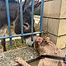 Oxo participe au concours pour gagner de l'argent avec cette photo : dog, donkey, animal, outdoor, fence, blue_fence, brick_wall, concrete, harness, ears, fur, brown_dog, gray_donkey, curious, meeting, sniffing, rural, yard, daylight, cross_species