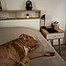 dog, sleeping, wrinkled_dog, brown_dog, large_dog, pet, animal, bed, bedroom, bedding, pillow, nightstand, lamp, books, plant, shelf, home_interior, relaxed, stretching, nap