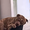 dog, sleeping, nap, pet, wrinkled, brown, short_hair, indoors, dog_bed, black_bed, resting, lying_down, closed_eyes, paws, snout, floppy_ears, cozy, relaxed, portrait, home