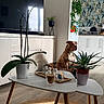 dog, bulldog, brown_dog, sitting, portrait, living_room, interior, coffee_table, television, houseplant, orchid, aloe_vera, kitchen, cabinet, rug, sunlight, wood_floor, coffee, candles, home_decor