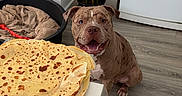 Oxo participe au concours pour gagner de l'argent avec cette photo : dog, bulldog, pet, animal, sitting, smiling, open_mouth, indoors, home, kitchen, crepes, pancakes, food, table, dog_bed, bamboo_plant, houseplant, wood_floor, portrait, happy