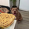 dog, bulldog, pet, animal, sitting, smiling, open_mouth, indoors, home, kitchen, crepes, pancakes, food, table, dog_bed, bamboo_plant, houseplant, wood_floor, portrait, happy