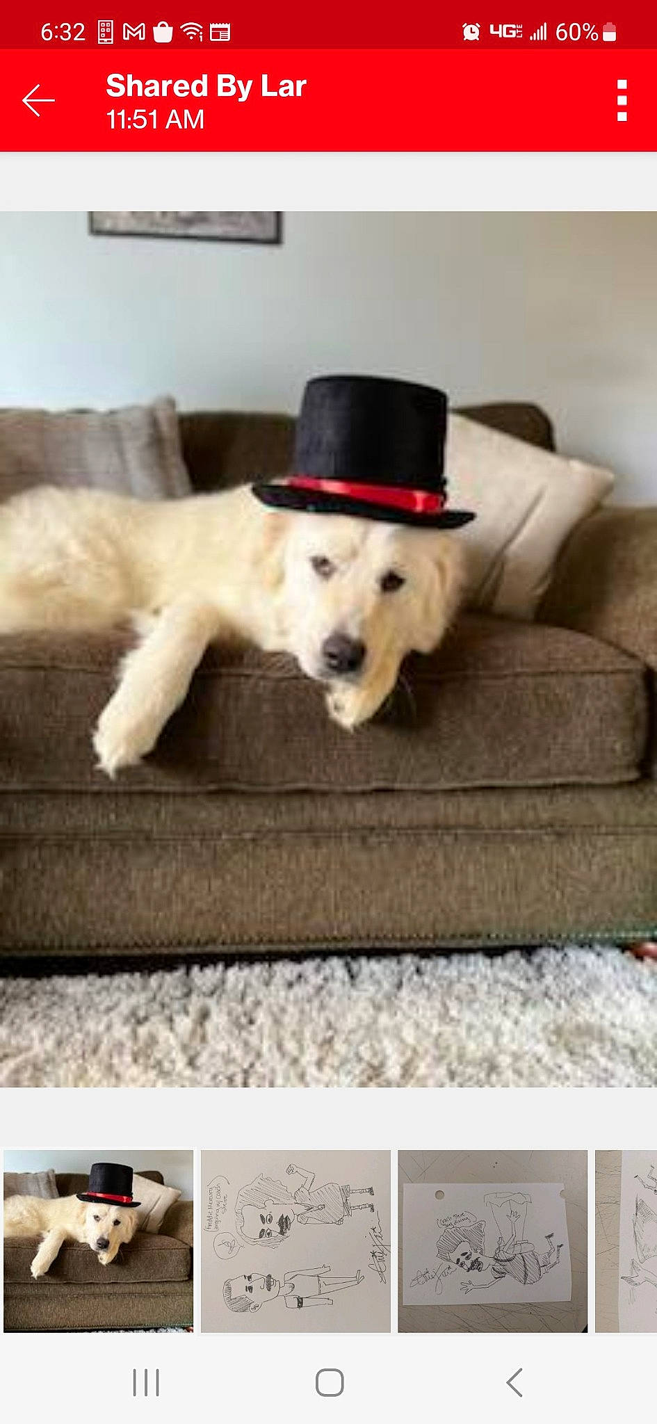 Aslan is registered to the contest to win money with this photo: carnivore, chair, collar, comfort, companion_dog, costume_hat, couch, dog, dog_breed, dog_supply, flooring, furniture, hat, living_room, rectangle, room, sofa_bed, sporting_group, table, wood