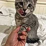 kitten, cat, gray_tabby, paw, hand, bed, bedding, blanket, indoor, pet, tongue_out, licking, close_up, whiskers, ears, feline, portrait, cute, human_hand, eye_contact
