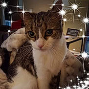 Prissy joined the competition — help win amazing prizes! animal, blanket, brown_fur, cat, close_up, couch, digital_filter, ears, furniture, green_eyes, home, indoors, nose, pet, portrait, sitting, sparkle_effect, tabby, whiskers, white_fur
