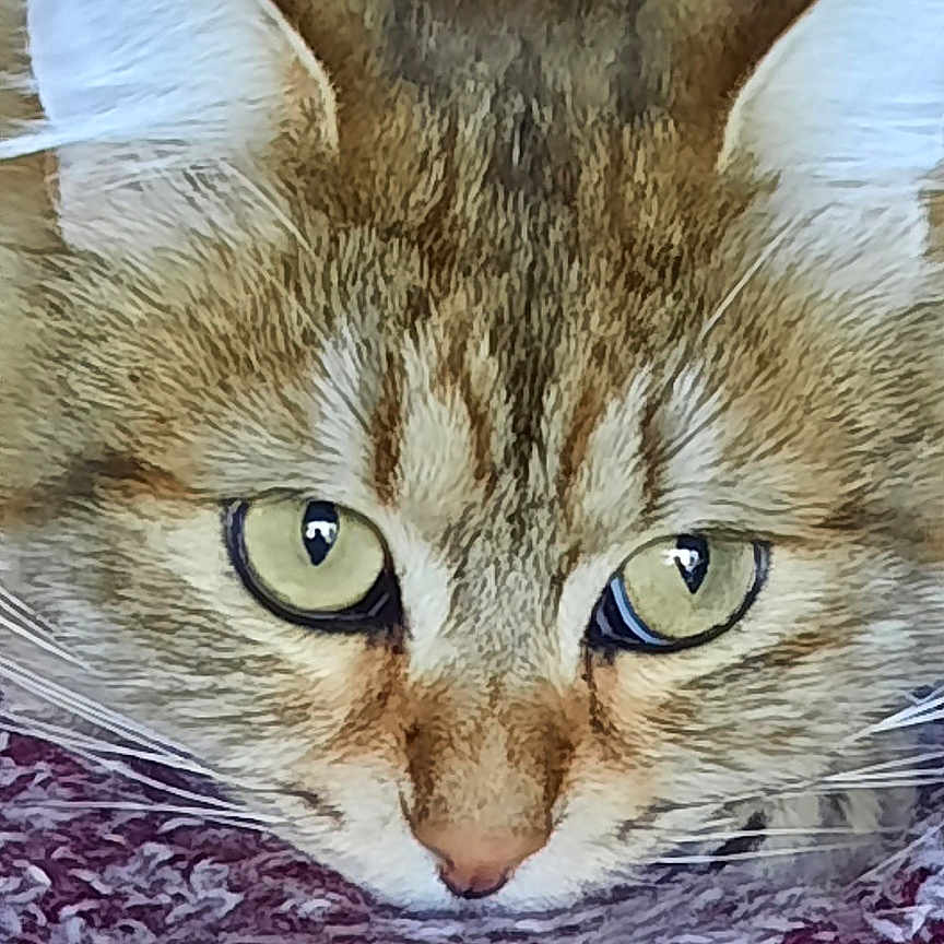 Taiko a rejoint le concours — aidez-le/la à gagner de superbes lots ! abyssinian, angora, animal, art, blanket, cat, clothing, couch, cushion, furniture, homedecor, kitten, linen, manx, painting, person, pet, quilt, siamese, sleeping
